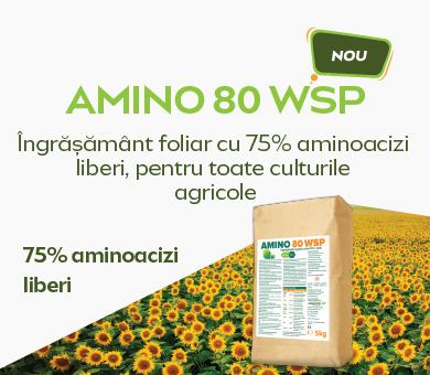 Amino 80 WSP 